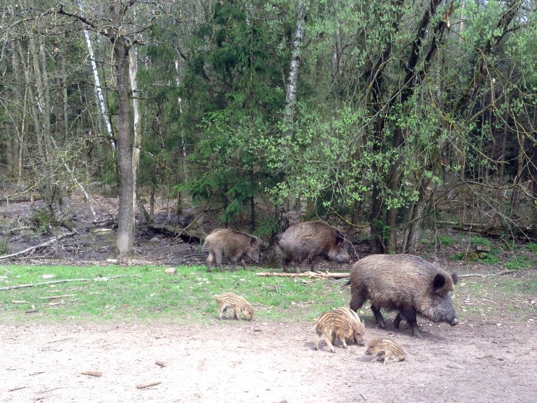 Wildschweine mit Frischlingen